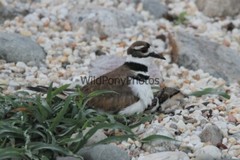 Killdeer Nesting and with day old Young Photo- Pick one Image – Various Sizes