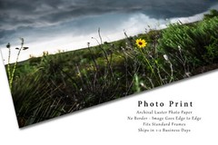 Sunflower Photography Print Storm Picture Texas Photo Nature Decor
