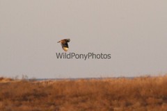 Short Eared Owl Photo, Pick One Image – Various Sizes