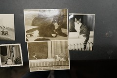 Photo Portrait Young Cat Pet Kitten House Tiger Child Baby Bundle Lot Old
