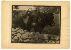 Gertrude Käsebier, «My Neighbors» April 1905 Original Camera Work X Photogravure