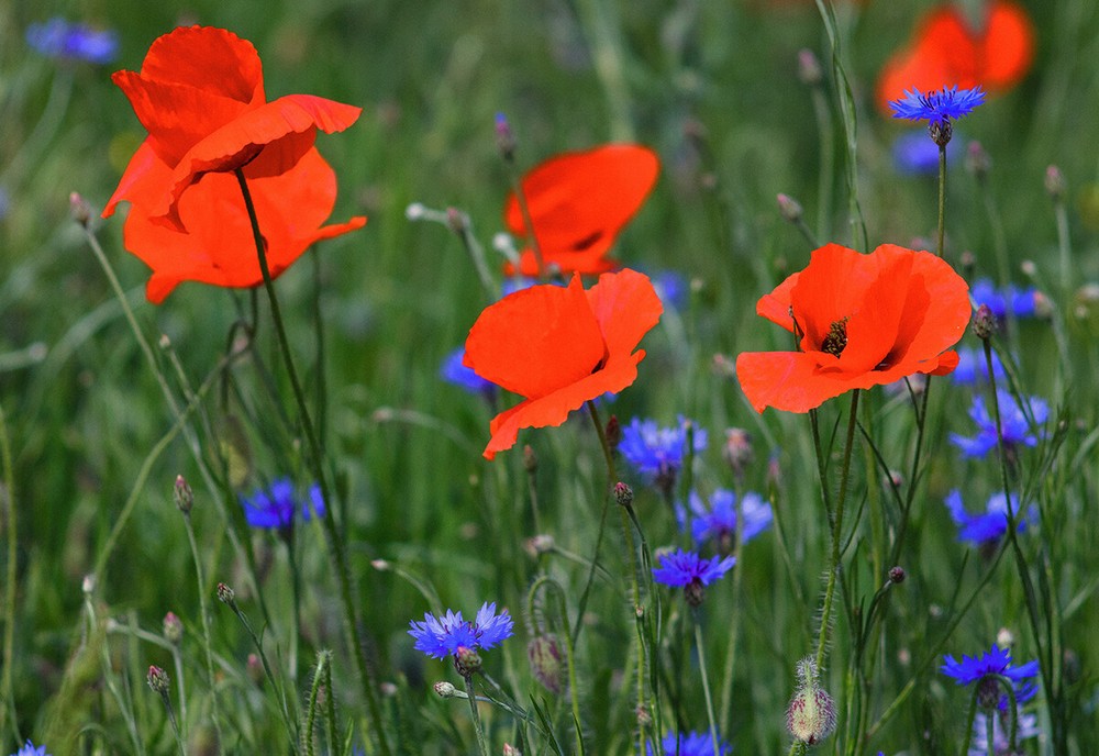 Color Photo Beautiful Red Poppies Blue Flowers Nature Original Paper 21×30 cm