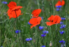 Color Photo Beautiful Red Poppies Blue Flowers Nature Original Paper 21×30 cm