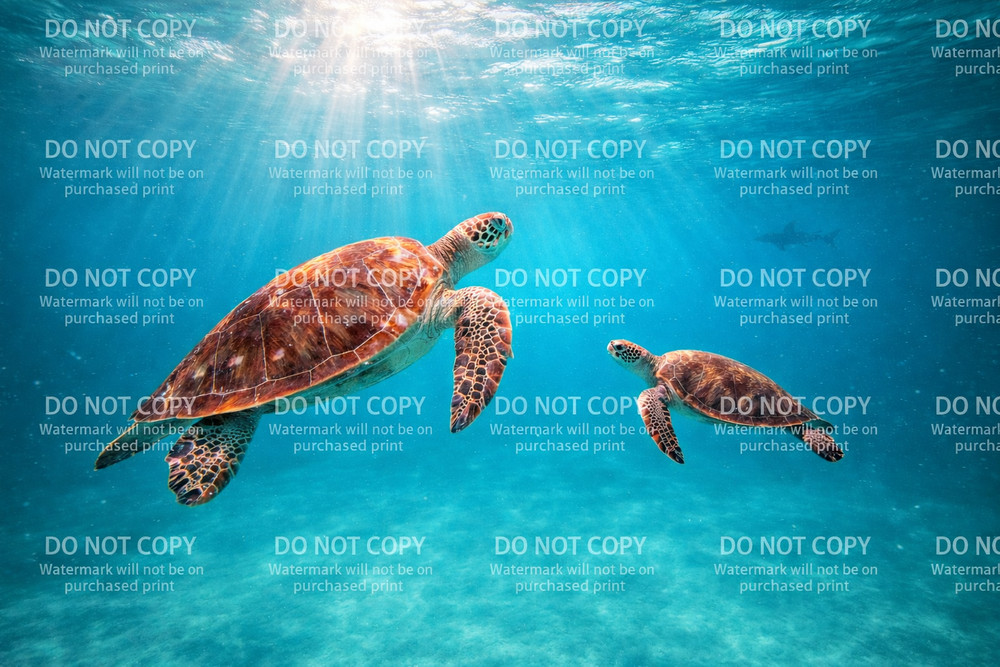 SEA TURTLES OCEAN PHOTOGRAPH DIGITAL IMAGE PICTURE .99 BACKGROUND DESKTOP CUSTOM
