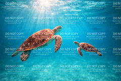 SEA TURTLES OCEAN PHOTOGRAPH DIGITAL IMAGE PICTURE .99 BACKGROUND DESKTOP CUSTOM