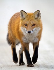 Red Fox Walking photo 8-1/2 X 11″ Printed on Museum quality paper