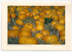 VINTAGE Photo Postcard Pumpkins Half Moon Bay CA 1980s Sonja Wilcomer Signed