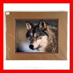 Wolf Photograph Professionally Matted Photo Professional Mat Dennis Blaisdell