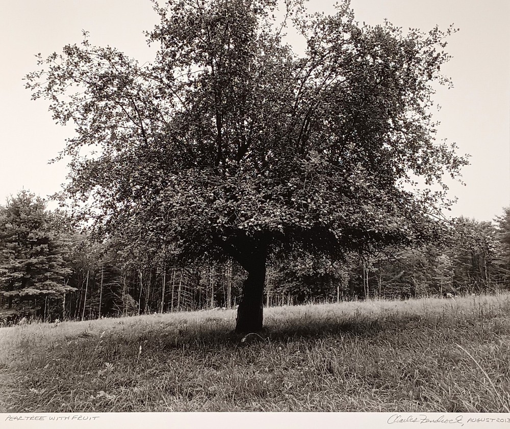 Large Format 2013 B&W Photo Peachtree with Fruit by Charles Fendrock Listed