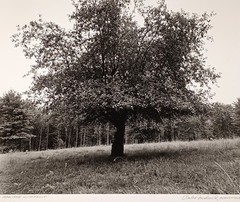 Large Format 2013 B&W Photo Peachtree with Fruit by Charles Fendrock Listed