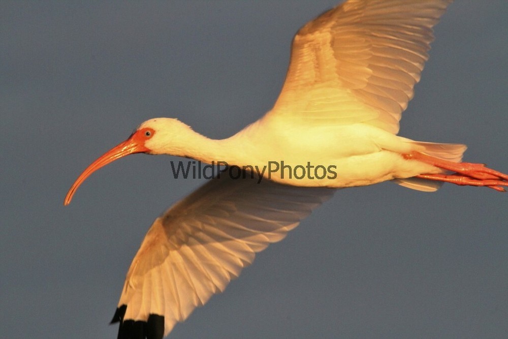 Ibis Photo, Pick One Image – Various Sizes