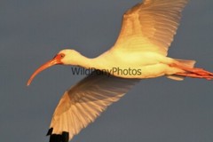 Ibis Photo, Pick One Image – Various Sizes