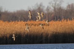 Pintails Photo, Pick One Image – Various Sizes