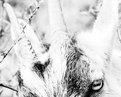 B&W Fine Art Archival Giclee Print: Gazing and Grazing Pygmy Goat