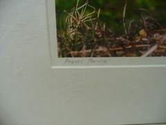 MATTED PHOTOGRAPHY Great Blue in Paynes Prairie by Dom Martino 16×20