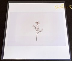 SIGNED! PETER VAN AGTMAEL DETROIT TREE IN SNOW 2017 MAGNUM 6×6 LTD ED PRINT NEW
