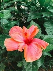 Hibiscus Flower Beach Wall Art Print 5×7 – Coastal Landscape Photography Décor