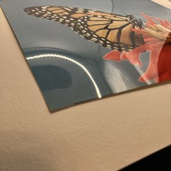 VTG Matted Butterfly On Flower Original Photo 11 X 14 Art Gallery Wall Decor
