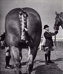 1959/68 Vintage BRASSAI Equestrian ROYAL SHOW Horse Fair England Photo Art 11×14