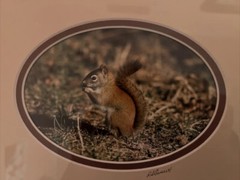 Framed color photo red squirrel 11.5” x 9.5” signed Roger S Everett Brewster MA