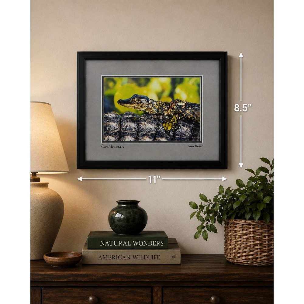 Lance Cooper «Gator Hatchling» Framed Wildlife Photo Print Signed 11″ x 8.5″