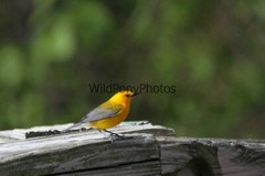 Prothonotory Warbler Photo, Pick One Image – Various Sizes