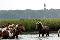 Chincoteague Pony Photo – Stallion Surfer Dude – Pick One Image -Various Sizes