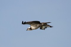 Osprey Photo, Pick One Image – Various Sizes
