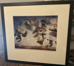 Signed Limited Edition “Wipe Out” Dorothea Dolevsky – Framed Butterfly Art Print