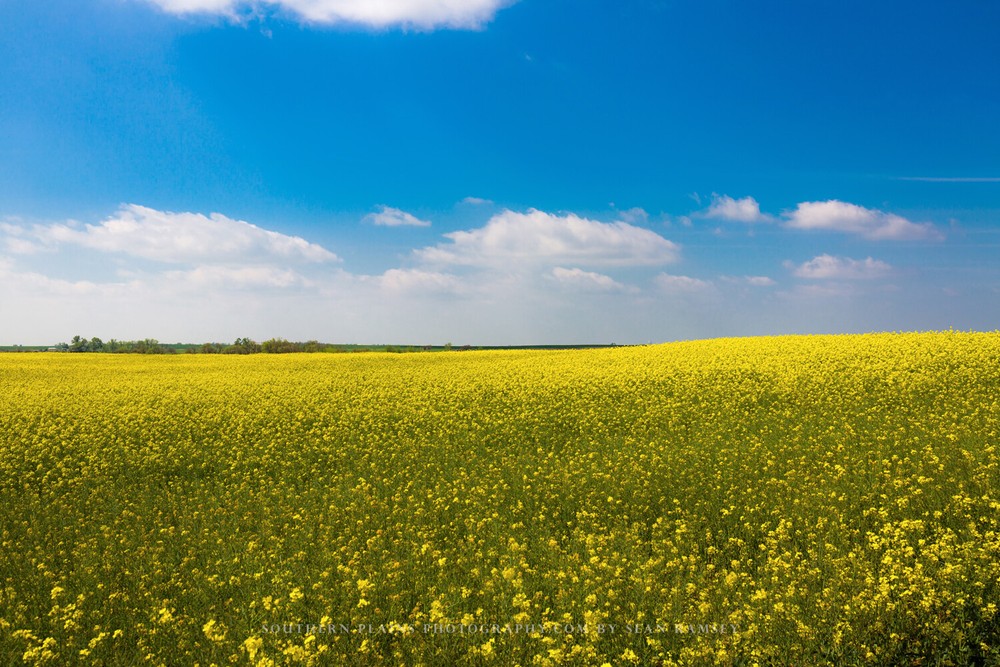Country Photography Print – Picture of Rolling Fields of Canola in Oklahoma