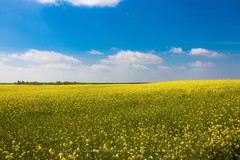 Country Photography Print – Picture of Rolling Fields of Canola in Oklahoma