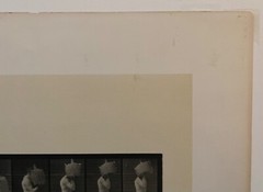 EADWEARD MUYBRIDGE authentic 1887 collotype ANIMAL LOCOMOTION PLATE 218 – lewitt