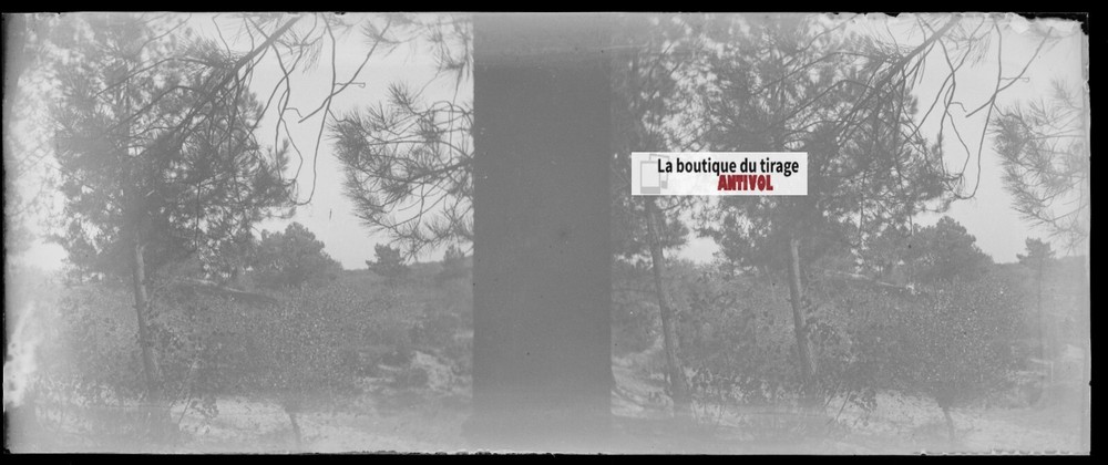 Campaign, Nature, Stereoscopic Glass Plate, Black & White Negative 4.5×10.7 Cm