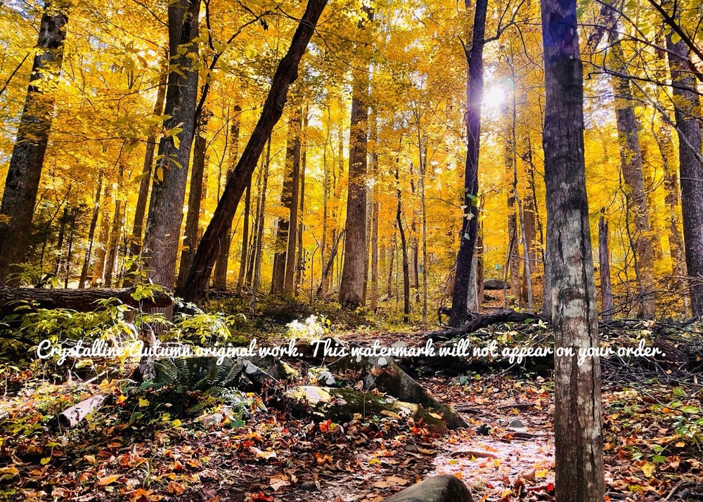 5×7 Golden Yellow Tree Autumn Forest Giclee Photography Print Tennessee