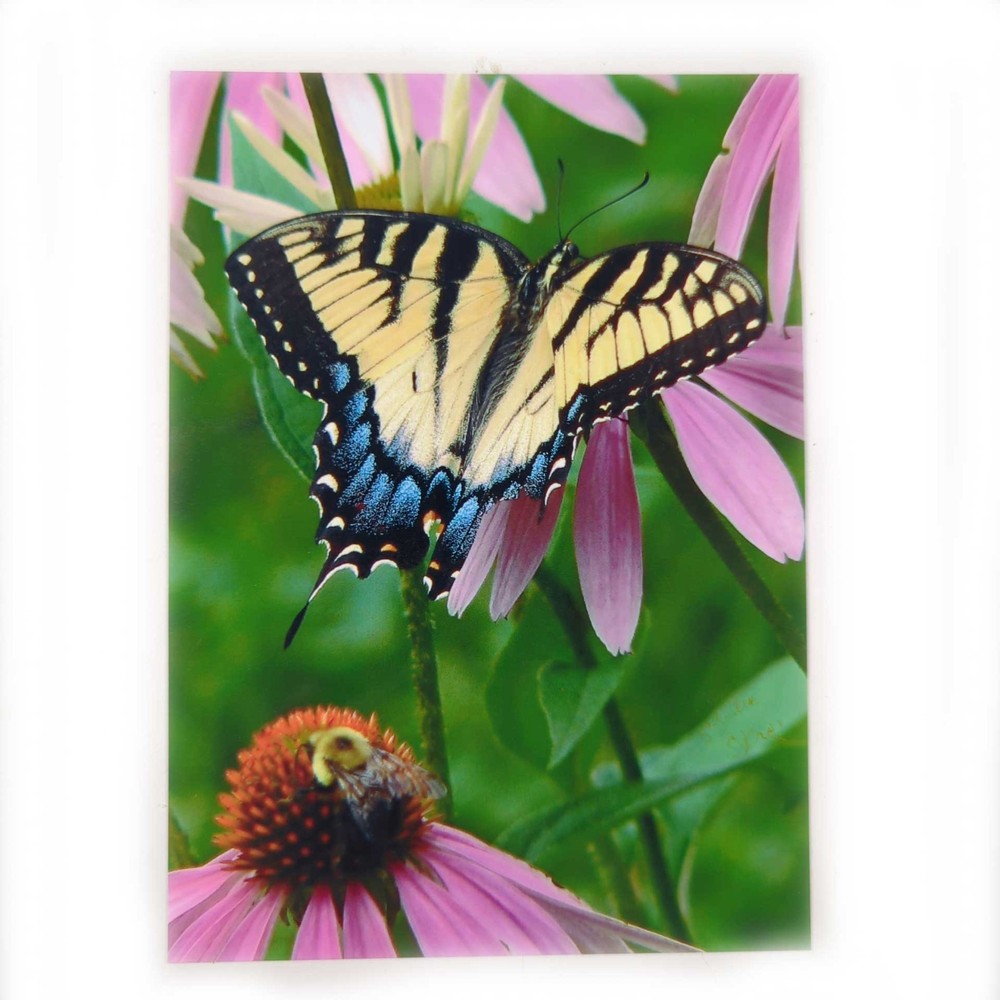 Eastern Tiger Swallowtail 5 x 7 Color Photo by Shirley Strom