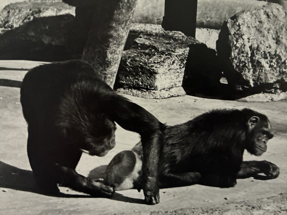 Chimpanzees Gelatin Silver Photograph Neal White Vintage 1970s Original Print