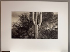 Dick Arentz, Saguaro Cactus and Palo Verde, 1984, Palladium / Platinum Print