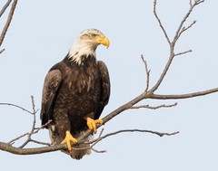Bald Eagle #3 11×14 Photograph Print 11″x14″