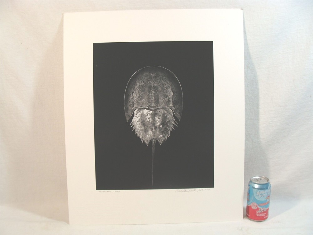 Original 2016 Charles Fendrock Horseshoe Crab Photograph
