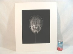 Original 2016 Charles Fendrock Horseshoe Crab Photograph