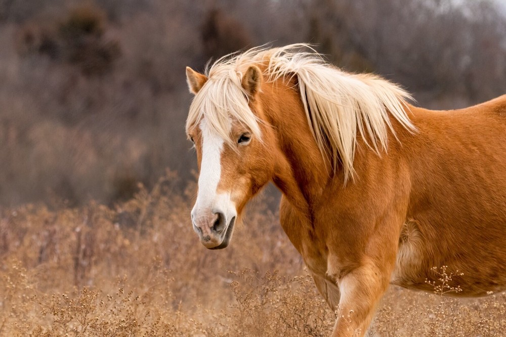 «Golden Beauty» (8×12″ Metal Photo Print)