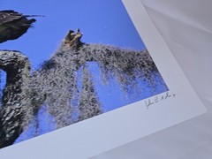 RARE John B. Spohrer, Jr. Signed Osprey Catfish Print Florida’s Forgotten Coast