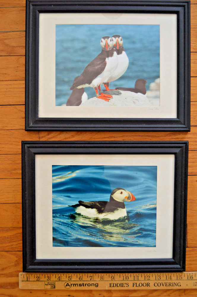 Lot of 2 Puffin Photography BIRD Prints North Fork Eastern LI Jane Utz FRAMED