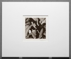RYUIJIE 2012 AGAVE DETAIL AND SHADOWS ORIGINAL PLATINUM 5″X5″ PHOTOGRAPH