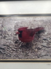Cardinal Framed Photography Print 7”x5” Matted Framed 12”x10” 2001 Signed