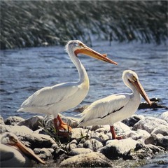 Matted Framed Wildlife Photography of Pelicans by Water, Landscape, Color