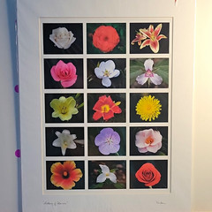 Duke Pat Brown Signed Photo Print Gallery of Flowers Botanical Grid Floral Mat