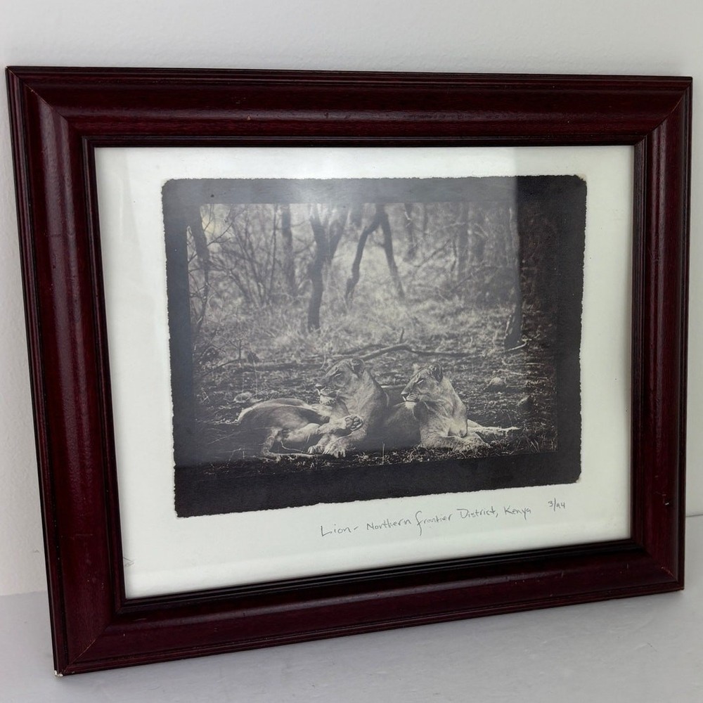 Framed Photo «Lion- Northern Frontier District Kenya» 12″ x 10.5″ Vintage