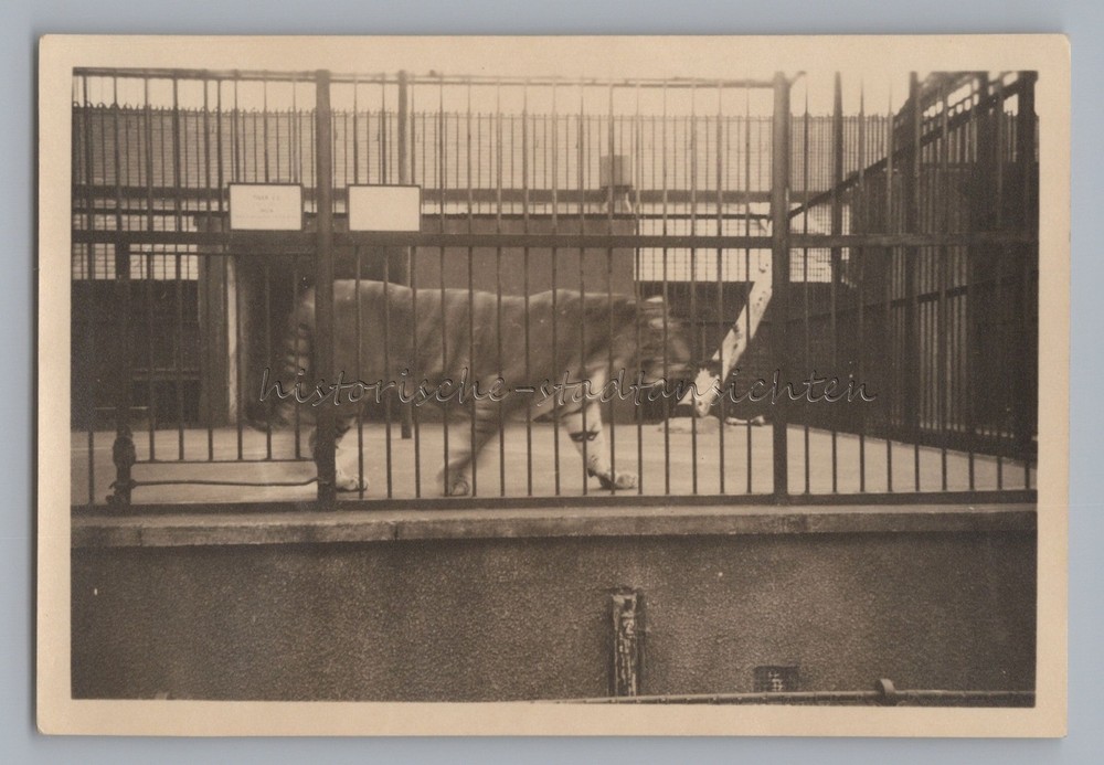 London England – Regent’s Park Tiger Enclosure Zoo – Vintage Photo