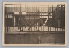 London England – Regent’s Park Tiger Enclosure Zoo – Vintage Photo